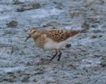 /album/my-local-birding-gallery/pectoral-sandpiper-dewsbury-sf-jpg/